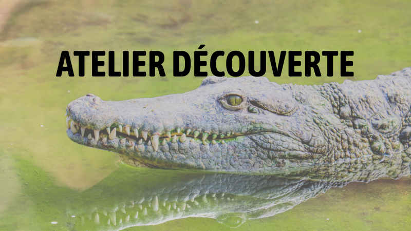 AOUT 2026  : Découverte des crocodiliens