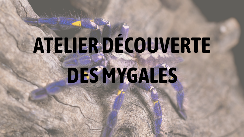 Atelier : Découverte des Mygales