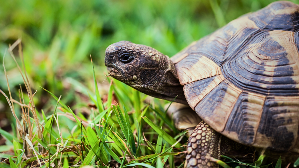 Formation : Gestion des UV en captivité