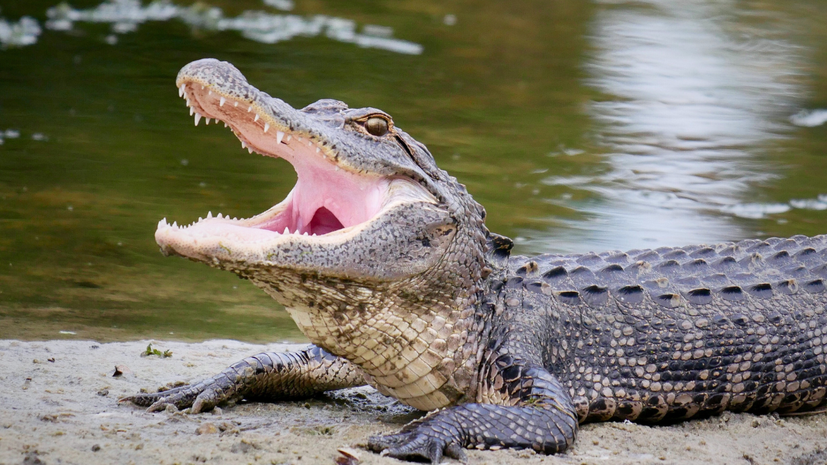 Atelier : Découverte des crocodiliens