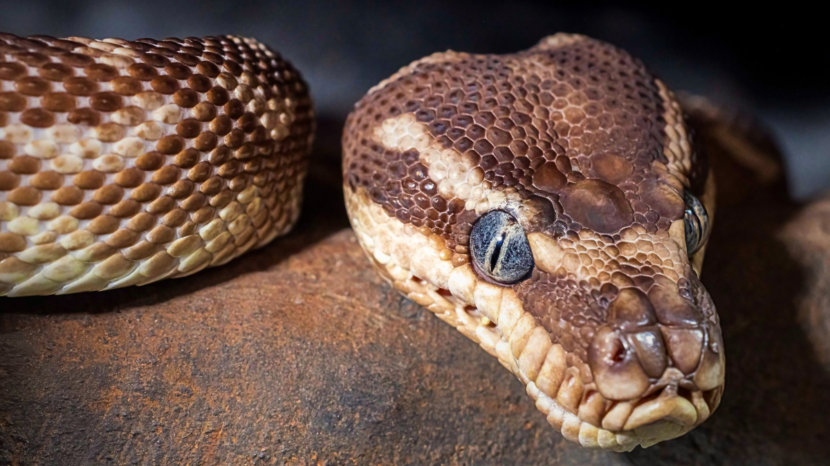 Bien-être des Reptiles : Stress, Enrichissement et Apprentissage