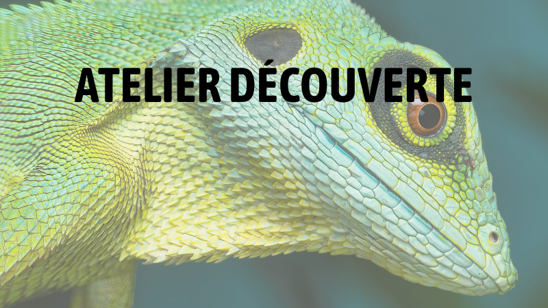 Atelier : Découverte du training (Sauriens et Crocodiliens)