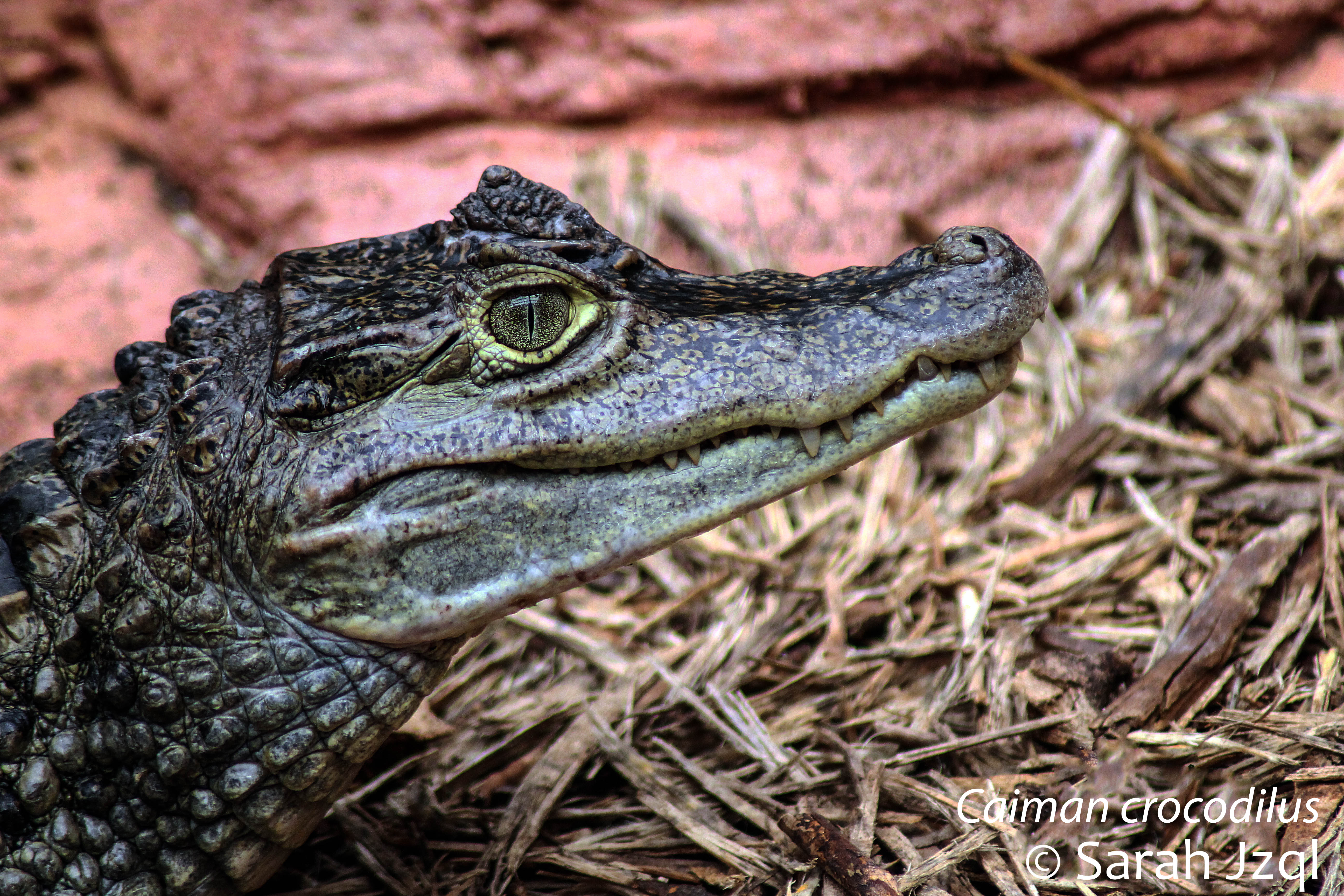 Atelier : Training Crocodiliens et Sauriens