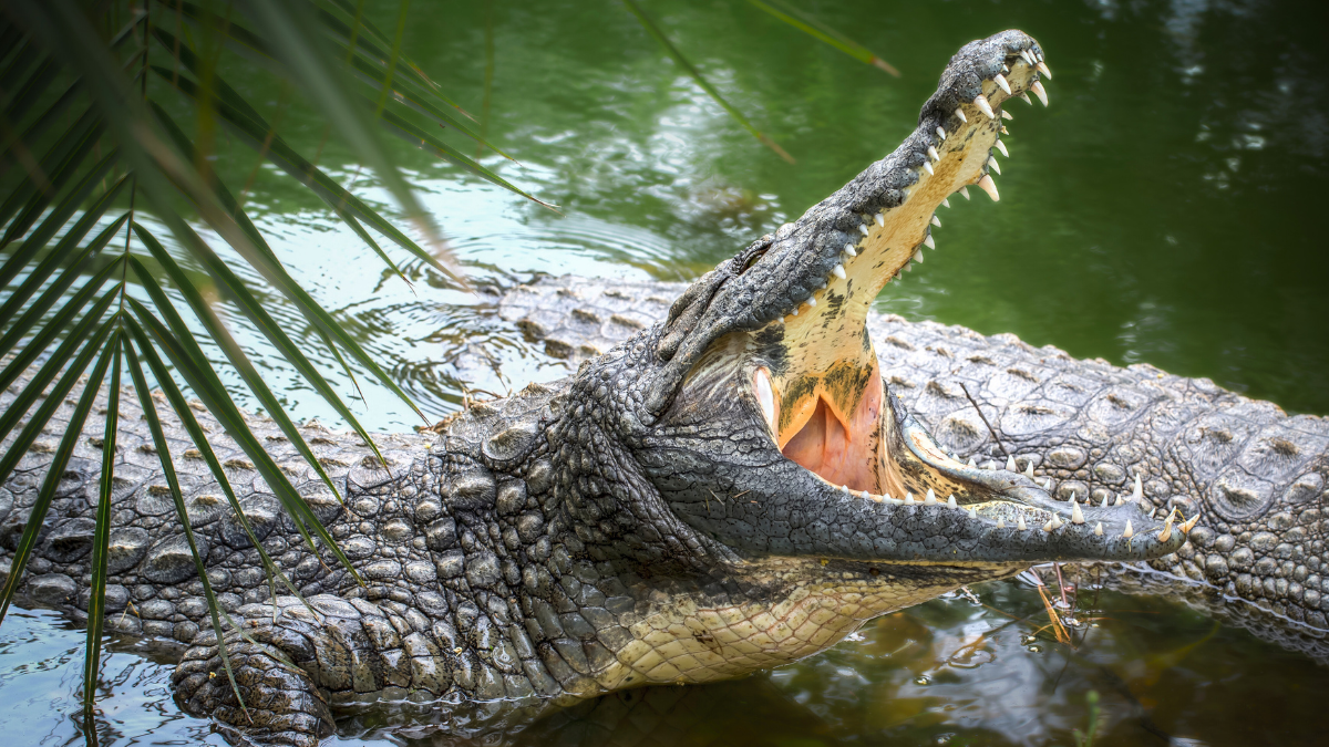 Formation intensive : Crocodiliens et Grand reptiles