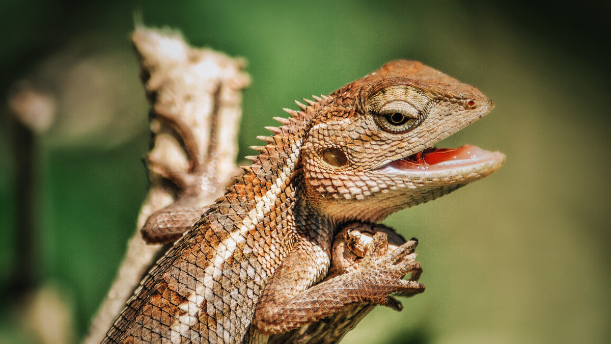 Formation : Nutrition et alimentation des reptiles